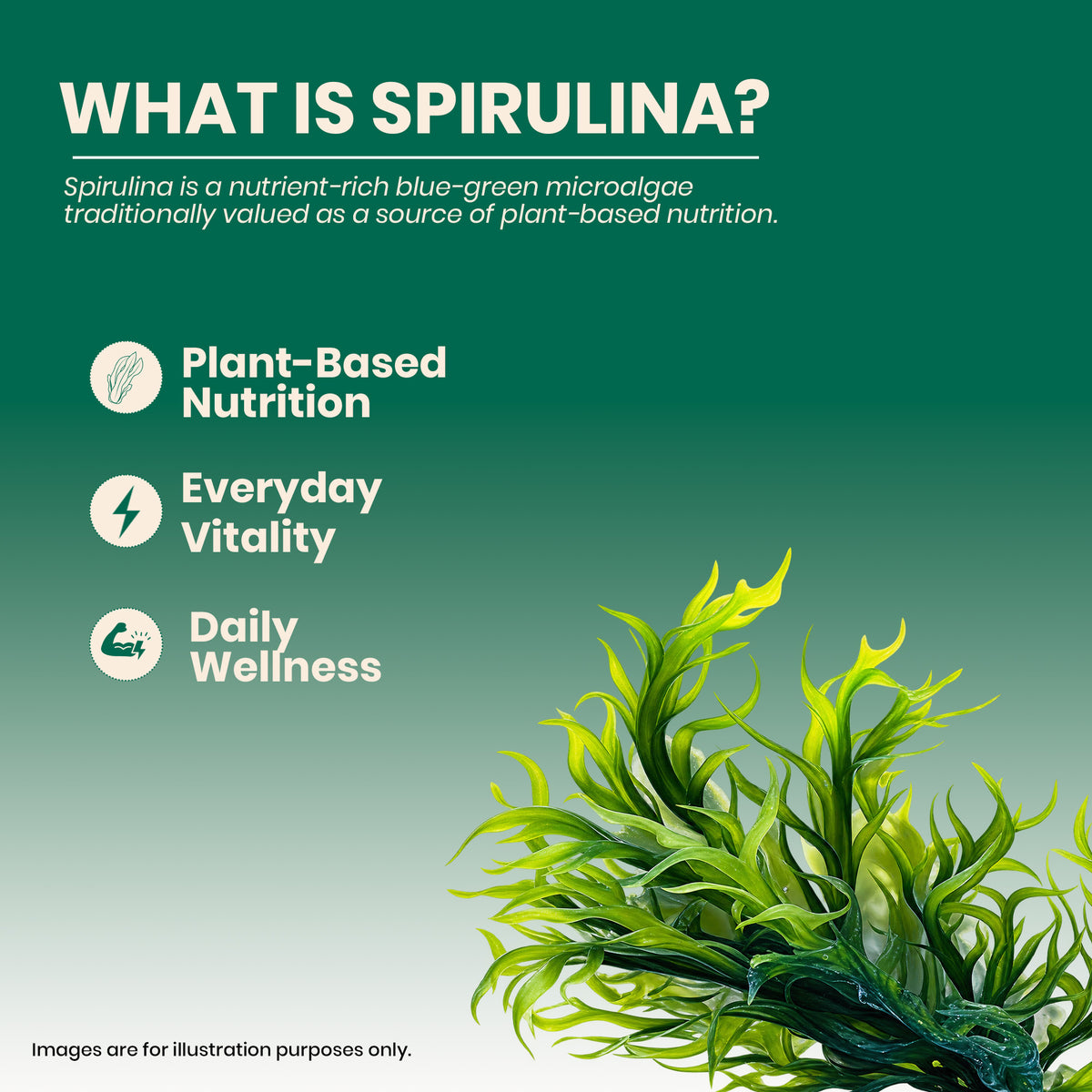 MYOLABZ Organic Spirulina Supplement Tablets – 1200 mg Per Serving – USDA Certified Organic – Natural Superfood for Energy, Immunity & Daily Wellness – 60 Tablets